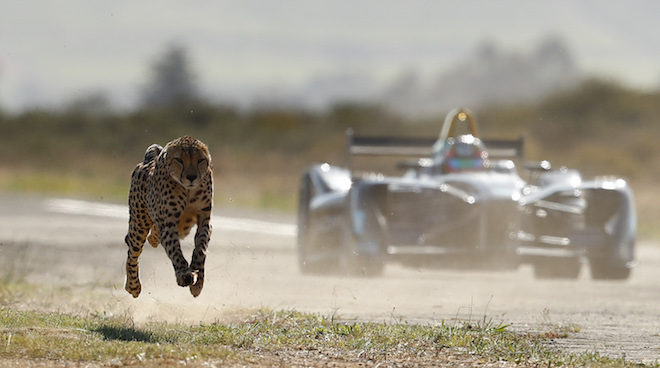 Video: Vergne races Formula E car against a cheetah